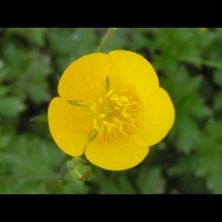 Renoncule - Renonculus Gouani (fam. Renonculacees) (05)